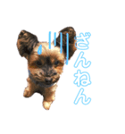 ヨーキーのチェリー（個別スタンプ：3）