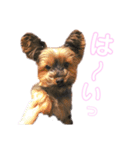 ヨーキーのチェリー（個別スタンプ：4）