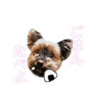 ヨーキーのチェリー（個別スタンプ：6）