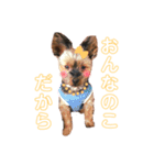 ヨーキーのチェリー（個別スタンプ：7）