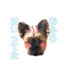 ヨーキーのチェリー（個別スタンプ：8）