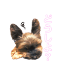 ヨーキーのチェリー（個別スタンプ：9）