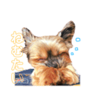 ヨーキーのチェリー（個別スタンプ：10）