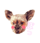 ヨーキーのチェリー（個別スタンプ：14）