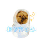 ヨーキーのチェリー（個別スタンプ：16）