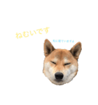 柴犬の勘吉（個別スタンプ：1）