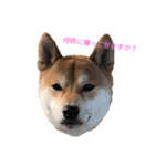 柴犬の勘吉（個別スタンプ：2）