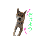 柴犬の勘吉（個別スタンプ：3）