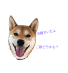 柴犬の勘吉（個別スタンプ：4）