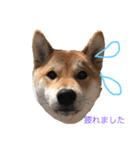 柴犬の勘吉（個別スタンプ：5）
