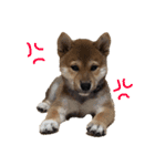 柴犬の勘吉（個別スタンプ：7）