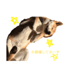 柴犬の勘吉（個別スタンプ：8）