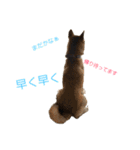 柴犬の勘吉（個別スタンプ：9）