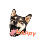 柴犬の勘吉（個別スタンプ：11）