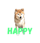 柴犬の勘吉（個別スタンプ：12）