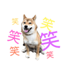 柴犬の勘吉（個別スタンプ：13）