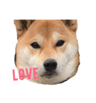 柴犬の勘吉（個別スタンプ：14）