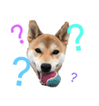 柴犬の勘吉（個別スタンプ：15）