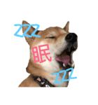 柴犬の勘吉（個別スタンプ：16）