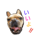 フレンチブルドッグのカイトくん（個別スタンプ：2）
