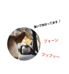 フレンチブルドッグのカイトくん（個別スタンプ：14）