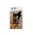 僕、こた 。（個別スタンプ：5）