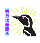ドウテイペンギン（個別スタンプ：5）