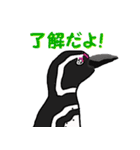 ドウテイペンギン（個別スタンプ：13）