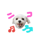 ご機嫌こはるん（個別スタンプ：1）