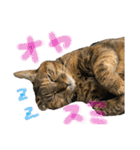 キジトラみっしぇるスタンプ第2弾（個別スタンプ：19）