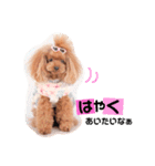 トイプードルここてん（個別スタンプ：2）