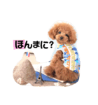 トイプードルここてん（個別スタンプ：6）