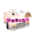 トイプードルここてん（個別スタンプ：8）