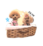 トイプードルここてん（個別スタンプ：9）