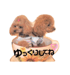 トイプードルここてん（個別スタンプ：12）