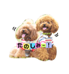 トイプードルここてん（個別スタンプ：14）