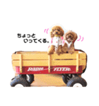 トイプードルここてん（個別スタンプ：15）