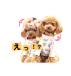 トイプードルここてん（個別スタンプ：16）