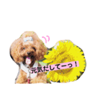 トイプードルここてん（個別スタンプ：17）