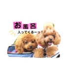 トイプードルここてん（個別スタンプ：21）