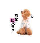 トイプードルここてん（個別スタンプ：22）