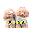 トイプードルここてん（個別スタンプ：23）
