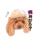トイプードルここてん（個別スタンプ：24）