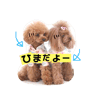 トイプードルここてん（個別スタンプ：25）
