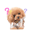 トイプードルここてん（個別スタンプ：26）