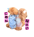 トイプードルここてん（個別スタンプ：27）