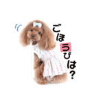 トイプードルここてん（個別スタンプ：29）