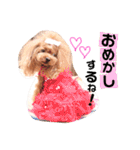 トイプードルここてん（個別スタンプ：31）