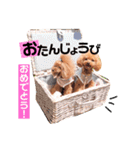 トイプードルここてん（個別スタンプ：33）