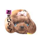 トイプードルここてん（個別スタンプ：34）